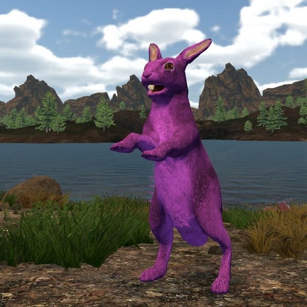 File:Rabbit purple.jpg