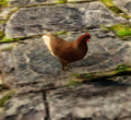 A chicken