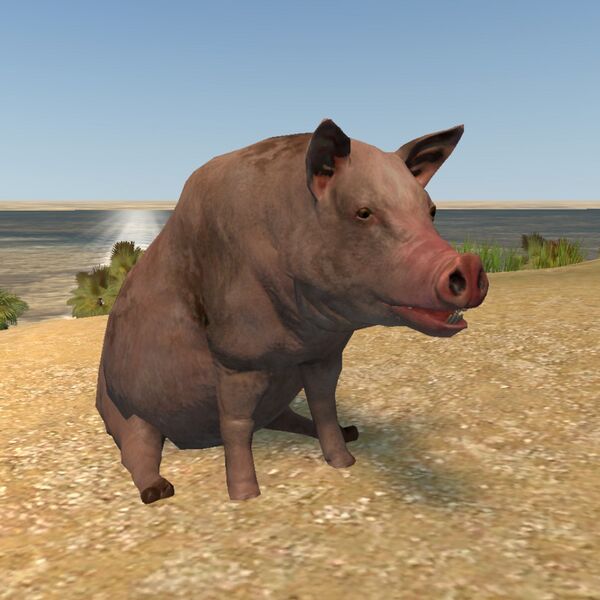 File:Pigform.JPG